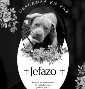 Cristian “N” mató con un machete a “Jefazo”, un perrito que solo estaba en busca de comida