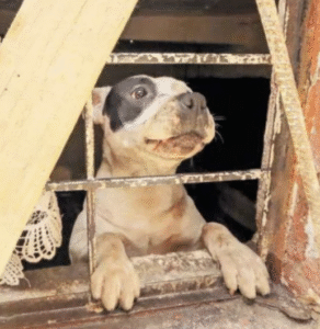 Edomex contabiliza 6 sentencias en Primera Instancia por maltrato animal