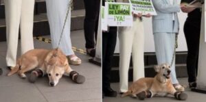Ley Pay de Limón busca 2 años de prisión por maltrato animal tras caso de perrito mutilado
