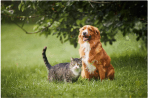 Pactan primera ley comunitaria sobre el bienestar de animales domésticos en Europa